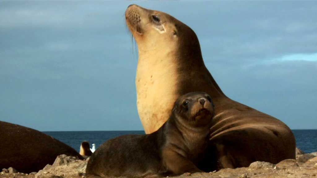 australian sealions - the ocean's supermum
