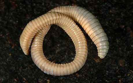 earthworm - the worm hunters