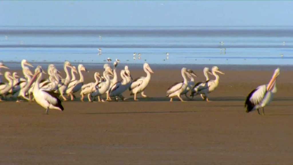 pelican creche - pelicans outback nomads