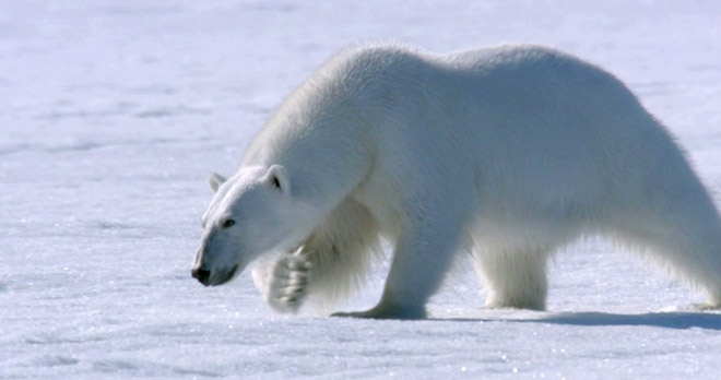 The Polar Bear Family and Me - Big Freida hunts