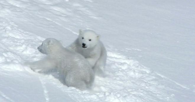 The Polar Bear Family and Me - Cubs at play