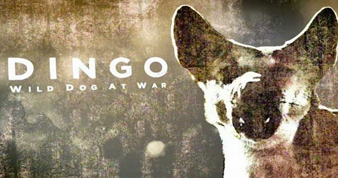 Dingo - Wild Dog at War