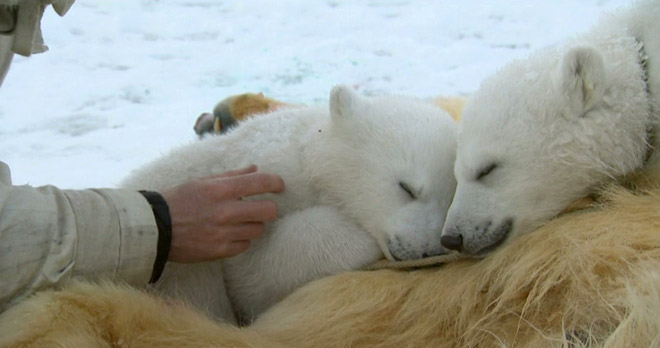The Polar Bear Family and Me - Farewell