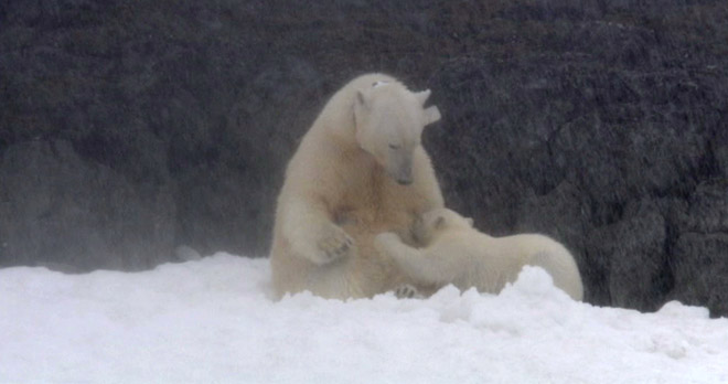 The Polar Bear Family and Me - The polar bear bond