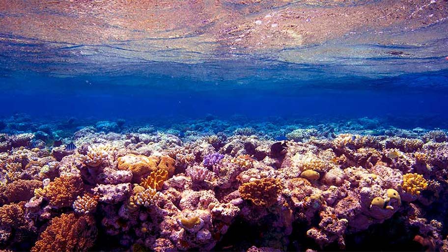 Can We Save The Reef? Documentary - Music Composer Brett Aplin