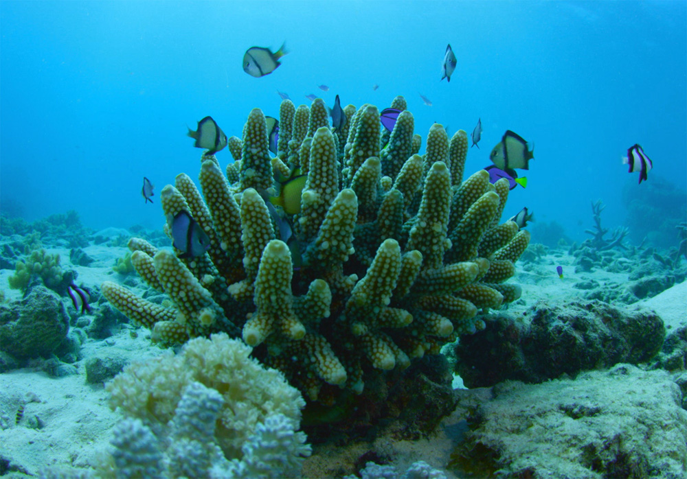 Can We Save The Reef