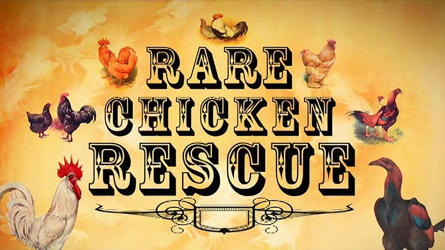 Rare Chicken Rescue - Documentary - Music Composer Brett Aplin